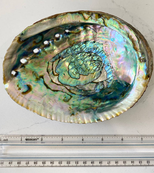 Iridescent abalone shell with a ruler for scale on a white background
