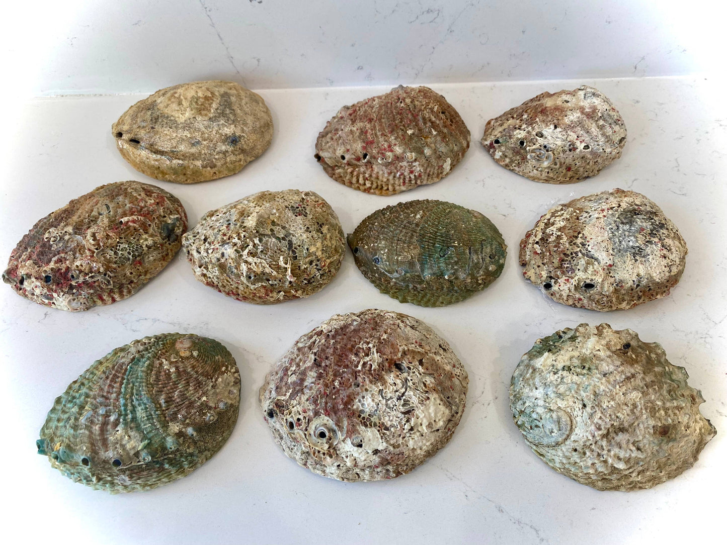 Abalone shells of various sizes on a white surface