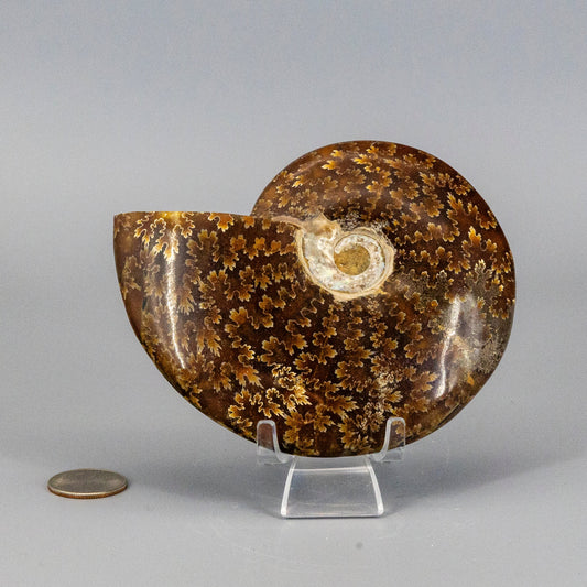 Fossilized ammonite on a stand with a coin for scale against a gray background