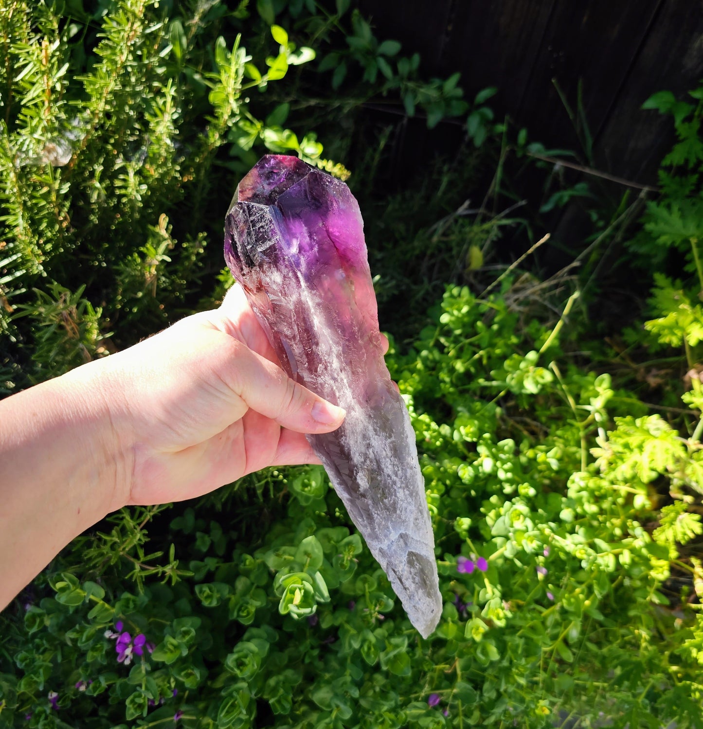 Hand holding a large amethyst crystal in front of green foliage