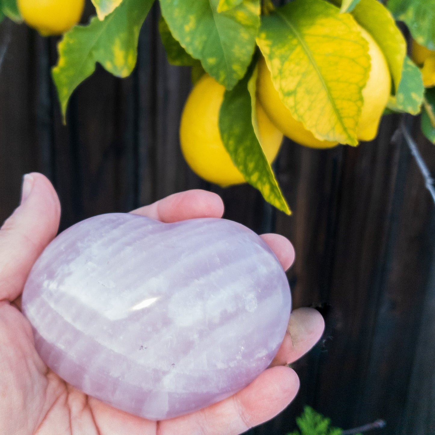 Hand holding a rose quartz stone with lemon tree in the background