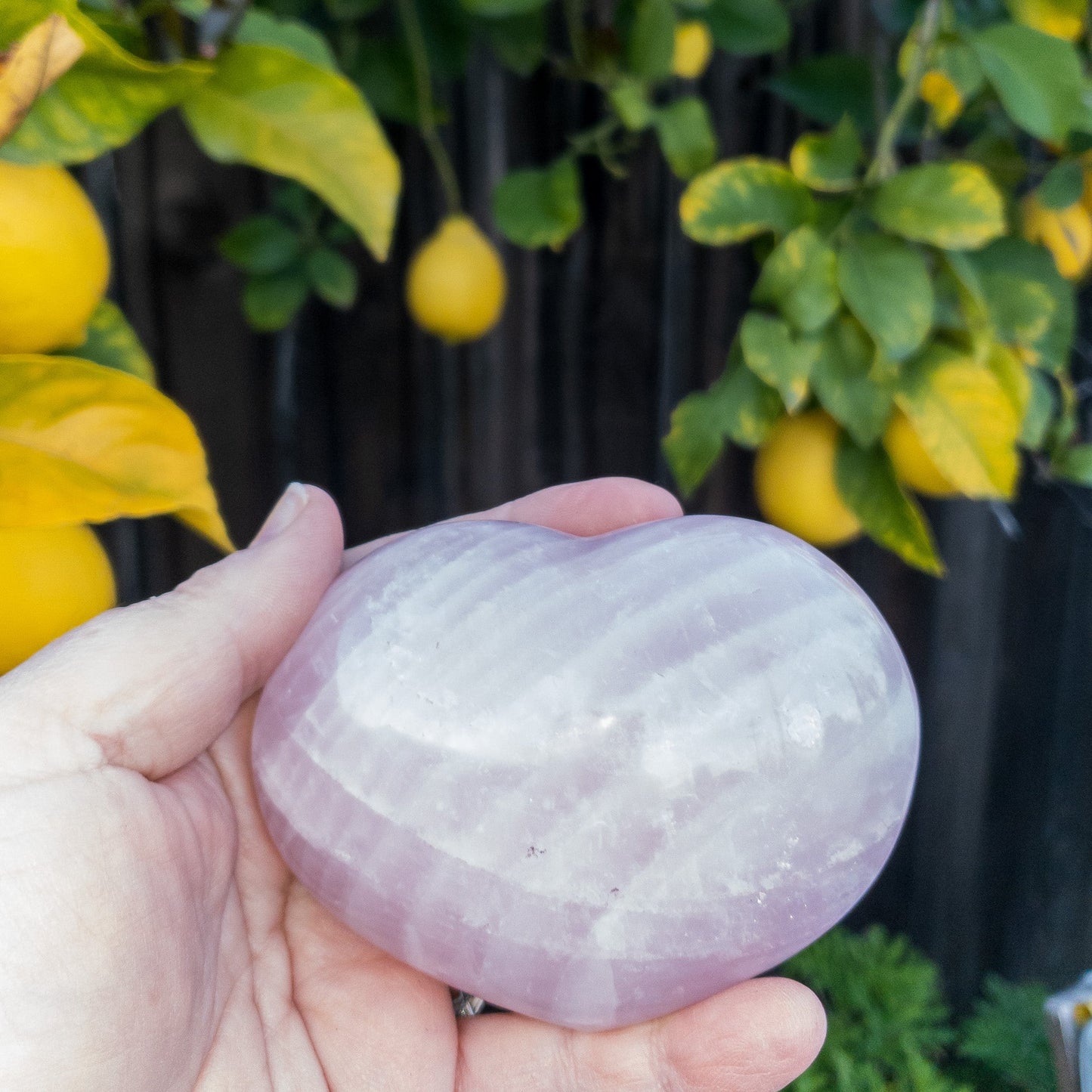 Hand holding a rose quartz stone with lemon tree in the background