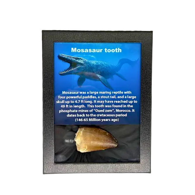 Mosasaur Tooth Box The Science Museum of Minnesota