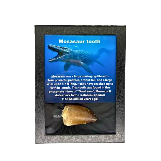 Mosasaur Tooth Box The Science Museum of Minnesota