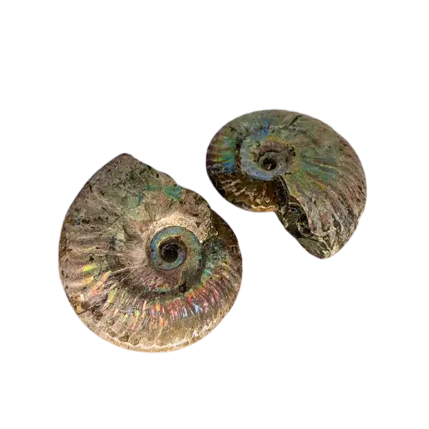 Iridescent Ammonite The Science Museum of Minnesota