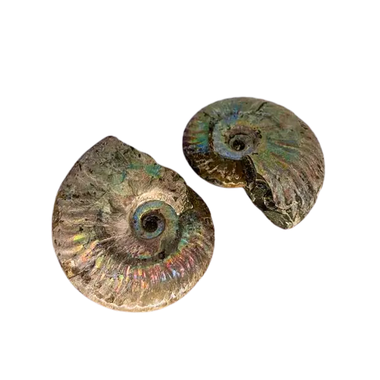 Iridescent Ammonite The Science Museum of Minnesota