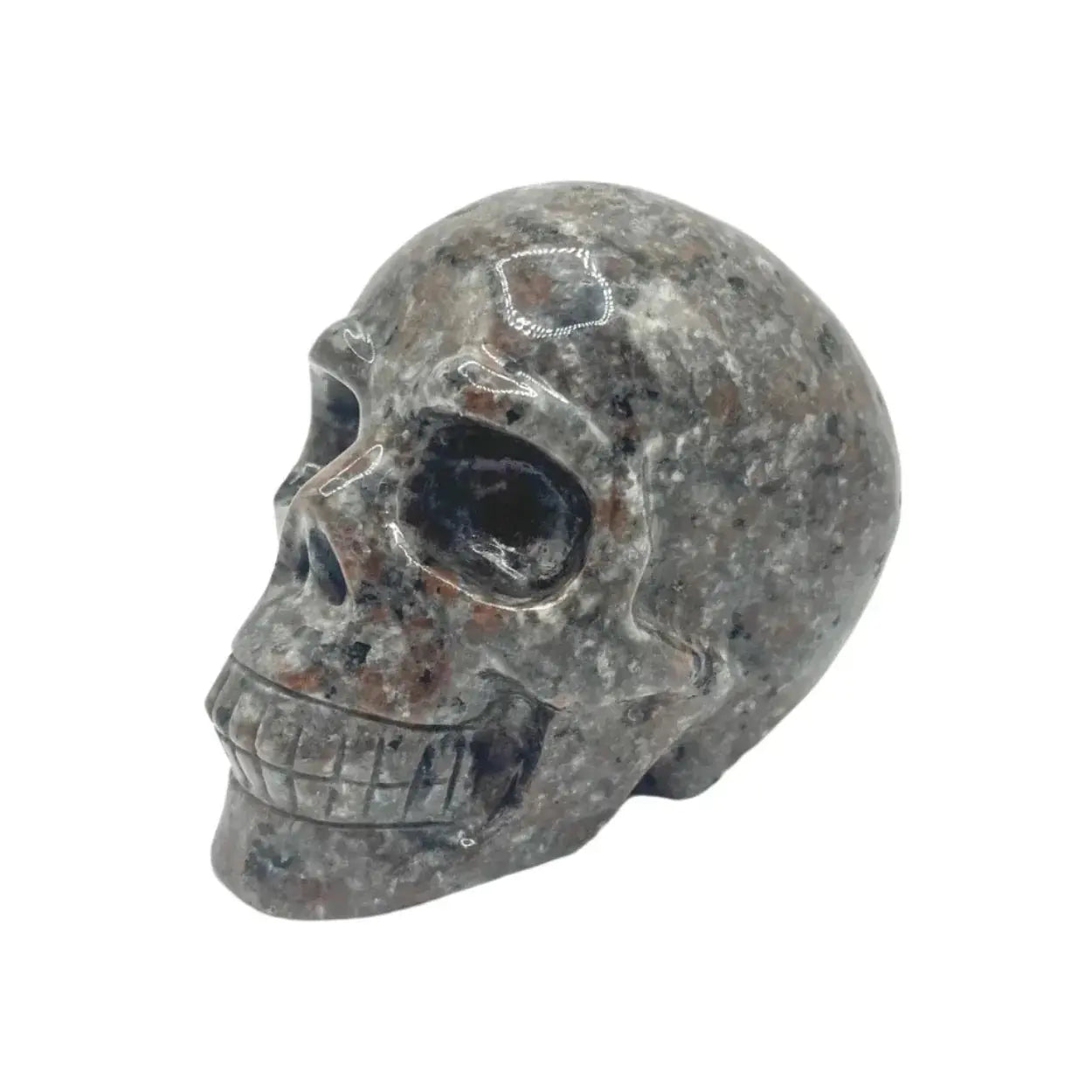 Yooperlite Skull The Science Museum of Minnesota