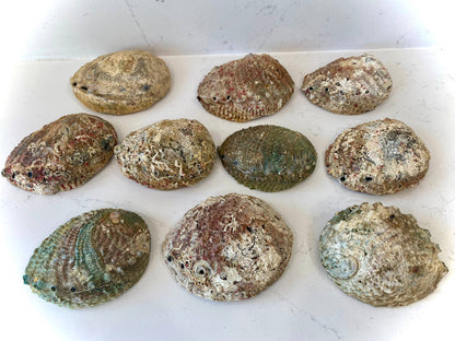 Abalone shells of various sizes on a white surface