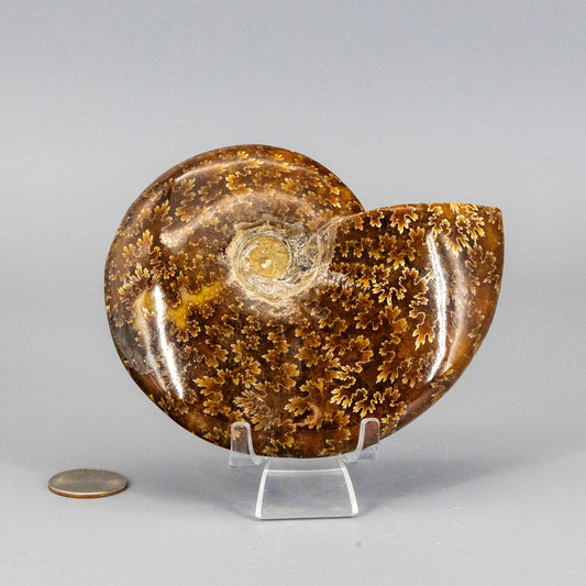 Fossilized ammonite on a stand with a coin for scale on a gray background