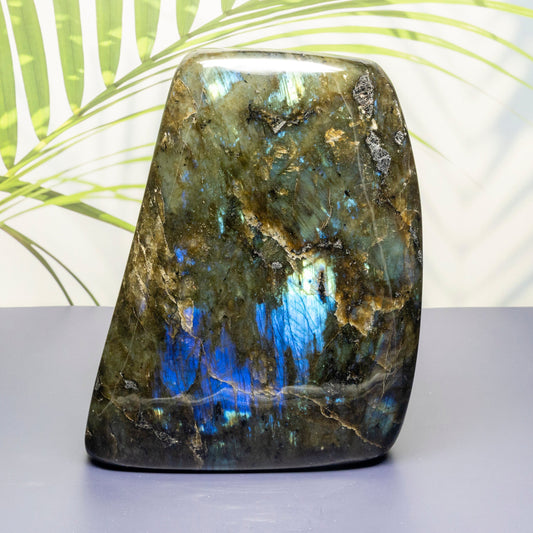 Labradorite stone with blue and green reflections on a white surface with a blurred green leafy background