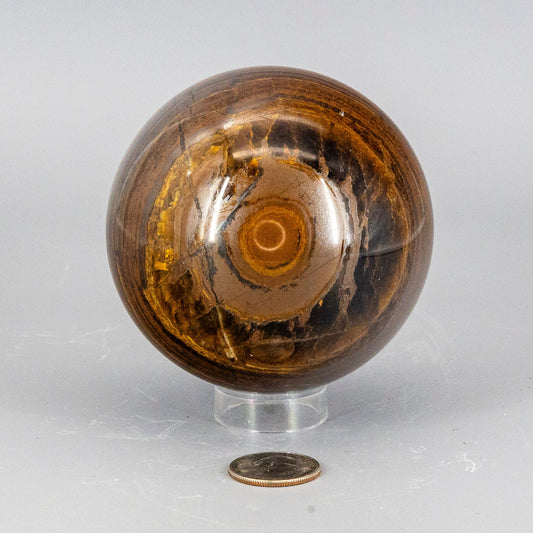 Tigers eye sphere on a stand with a coin for scale on a gray background