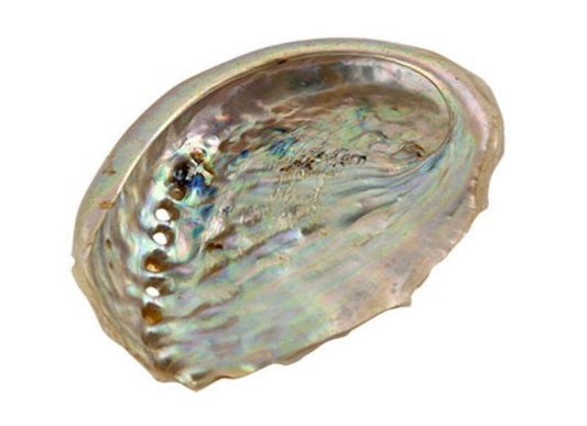 Abalone shell on a white background